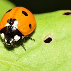 Severn Spotted Lady Beetle