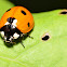 Severn Spotted Lady Beetle