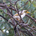 Yellow throated miner