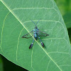 Clear Wing moth