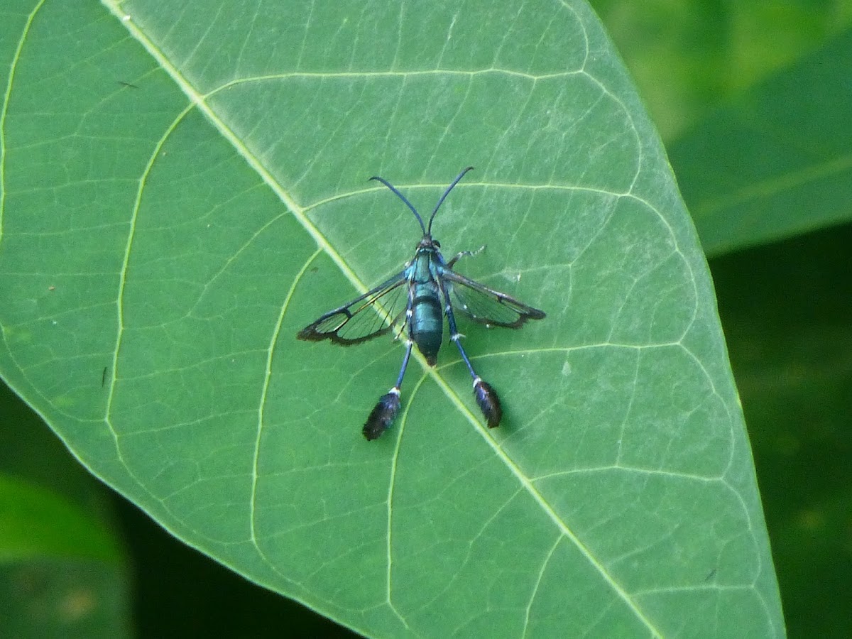 Clear Wing moth