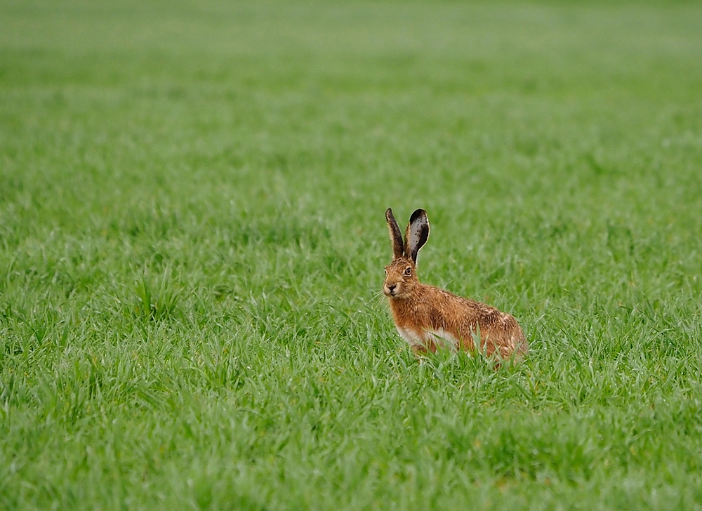 Liebre ibérica (Iberian hare)