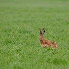 Liebre ibérica (Iberian hare)