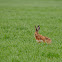 Liebre ibérica (Iberian hare)