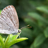 Pale grass blue. ♀