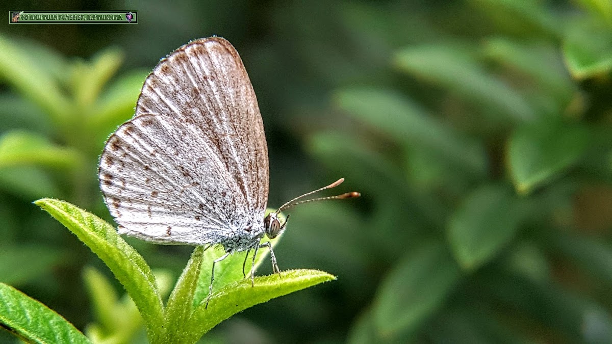 Pale grass blue. ♀