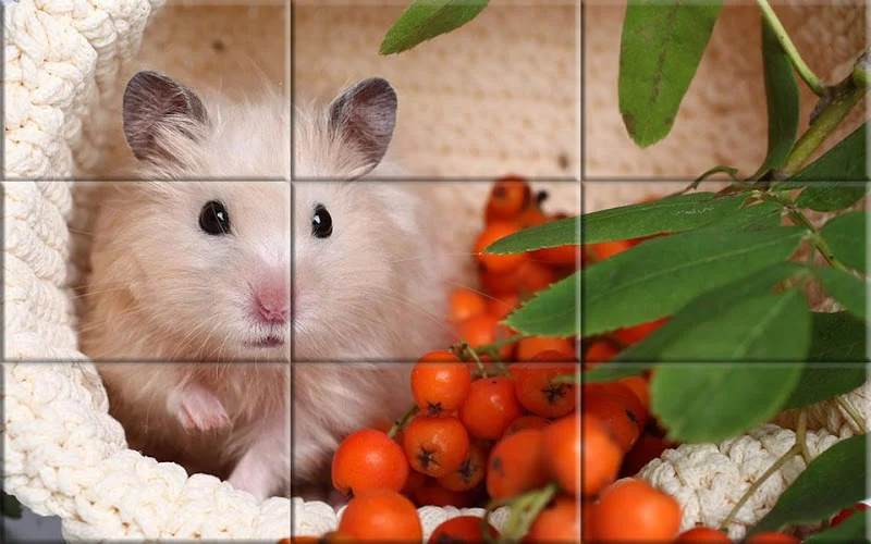 Hamster Maze APK for Android Download