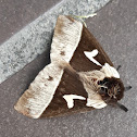 Saturniid moth