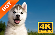 Puppy New Tab Page HD Wallpapers Themes small promo image