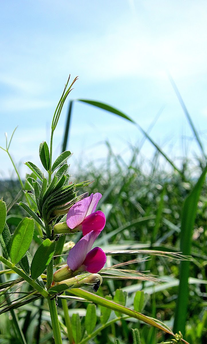 common vetch