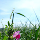 common vetch