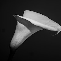 Calla  di FilippoColombo