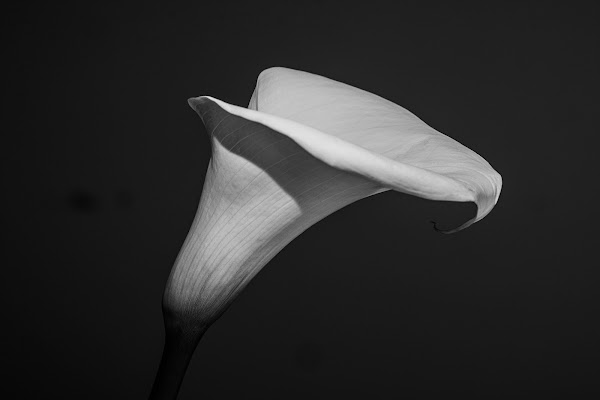 Calla  di FilippoColombo