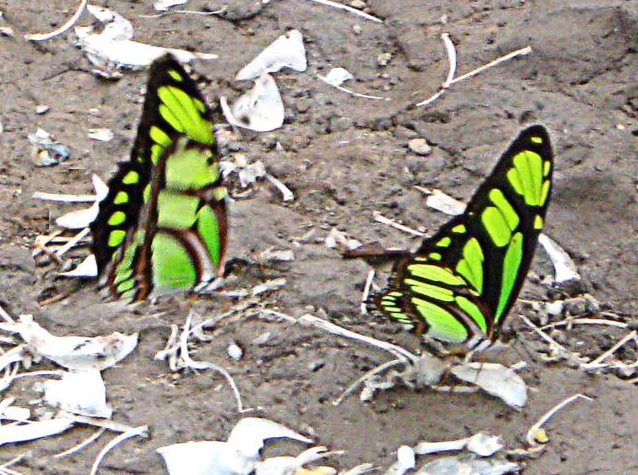 Dido Longwing Butterfly