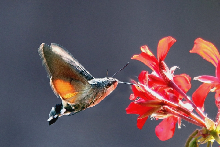 RIFORNIMENTO IN VOLO di rafiki