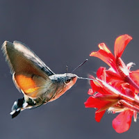 RIFORNIMENTO IN VOLO di 