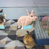 邦尼好蒔Bunny House 宜蘭寵物兔友善親子餐廳