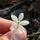 Wood Anemone