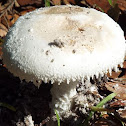 unknown toadstool