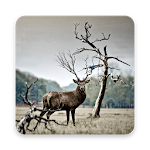 Cover Image of Download Deer Wallpapers 1.0 APK