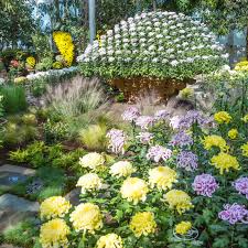 The New York Botanical Garden's Chrysanthemum Exhibit Took 11 Months To Grow