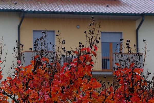 dalla finestra di casa mia  di Isashot