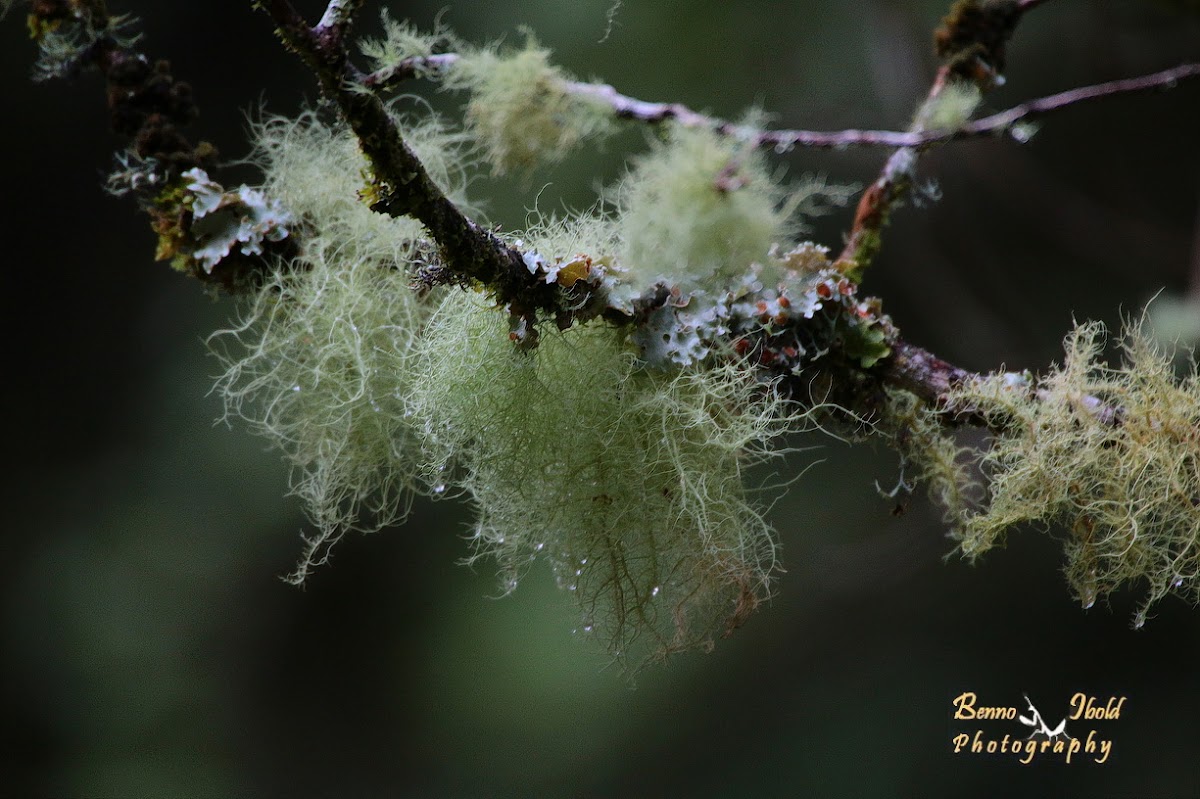 Beard lichen