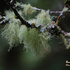 Beard lichen