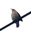 Southern House Wren