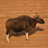 Gaur (Indian Bison)