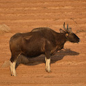 Gaur (Indian Bison)