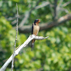 Barn Swallow