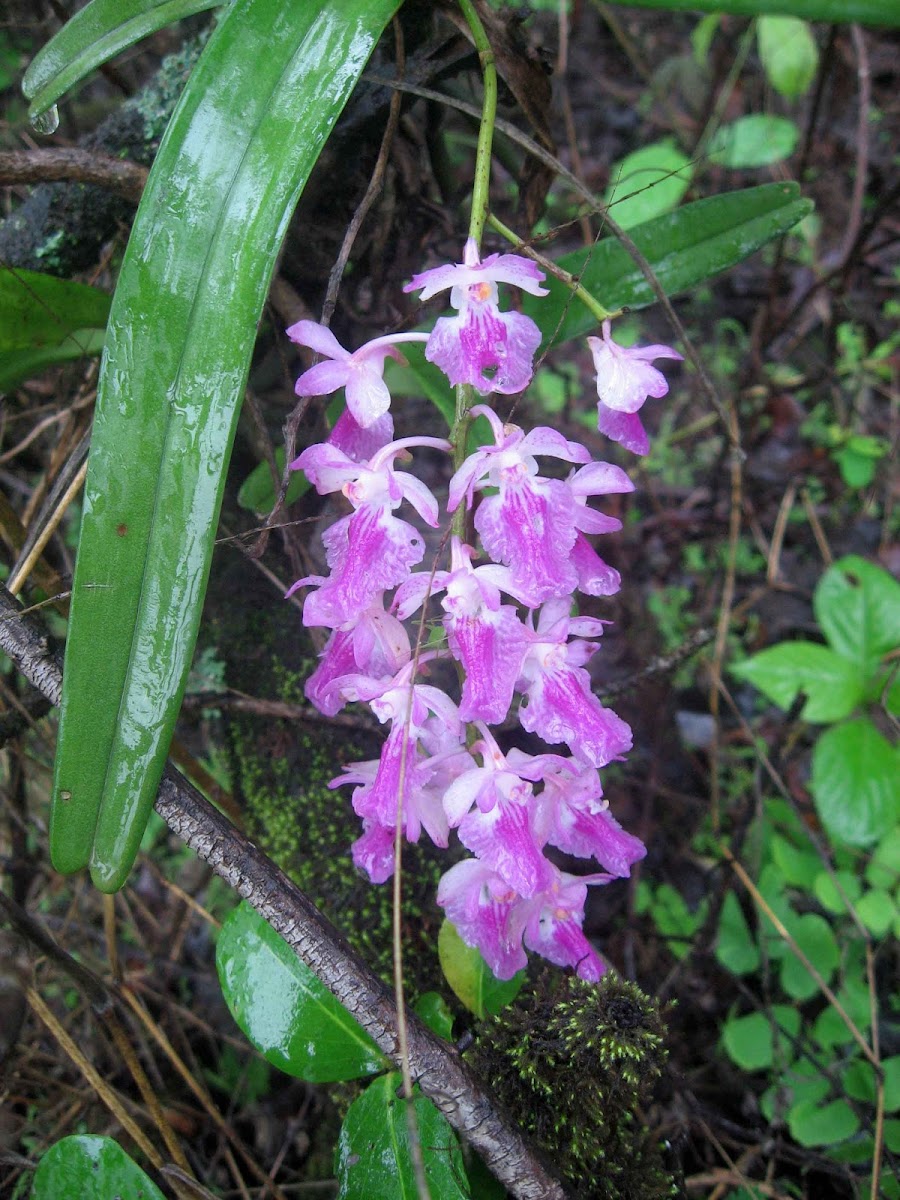 Fox Brush Orchid / Cat's-tail Orchid