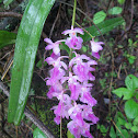 Fox Brush Orchid / Cat's-tail Orchid