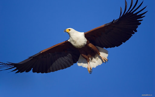 Птицы screenshot 1