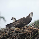 osprey