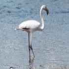 Greater Flamingo; Flamenco