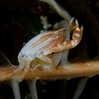 Porcelain Crab