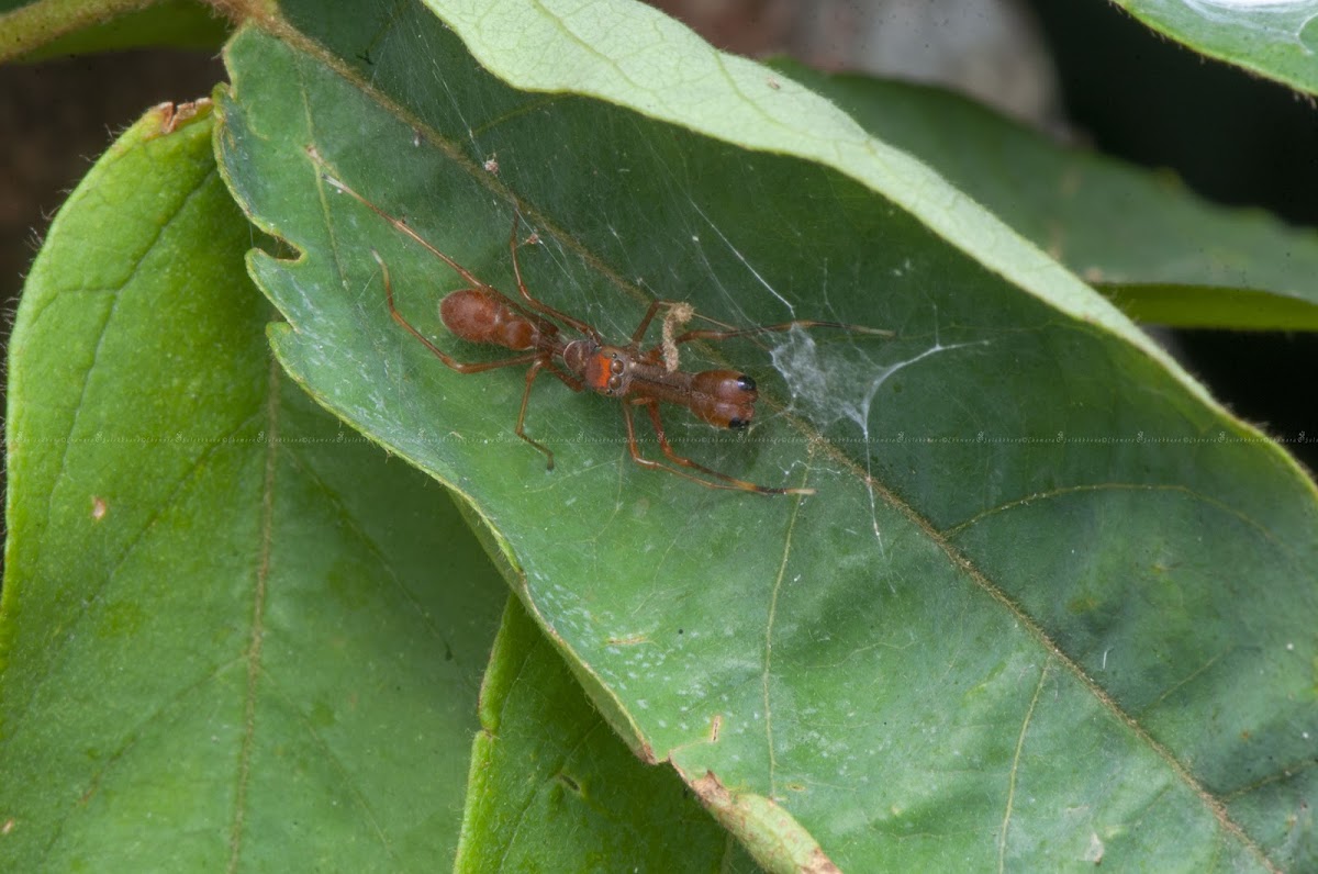 Red Ant Mimic Spider - Male