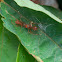 Red Ant Mimic Spider - Male