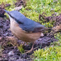 Nuthatch