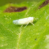 Leafhopper