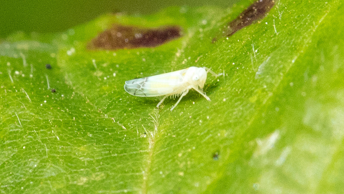 Leafhopper