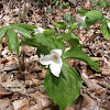 White trillium