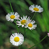 Fleabane Daisy