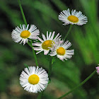 Fleabane Daisy