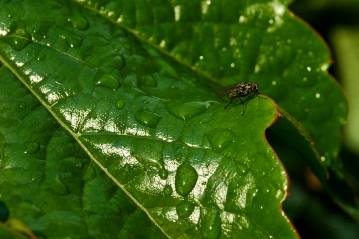 MOSCA... di mauromuggia