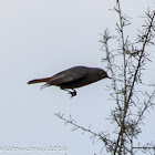 Black Redstart; Colirrojo Tizón