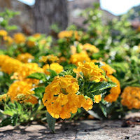 Sardegna in fiore di 