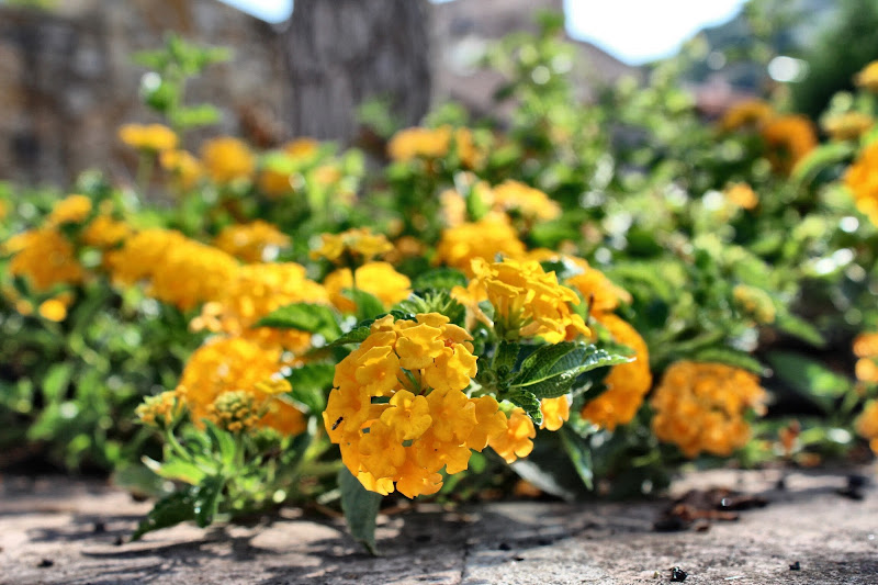 Sardegna in fiore di BeatriceRuiu